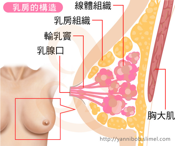母乳如何產生製造~ <wbr>了解你的乳房構造,及如何用手擠乳圖